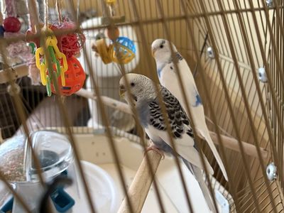 Two Lovely Sister Parakeets And A Great Cage