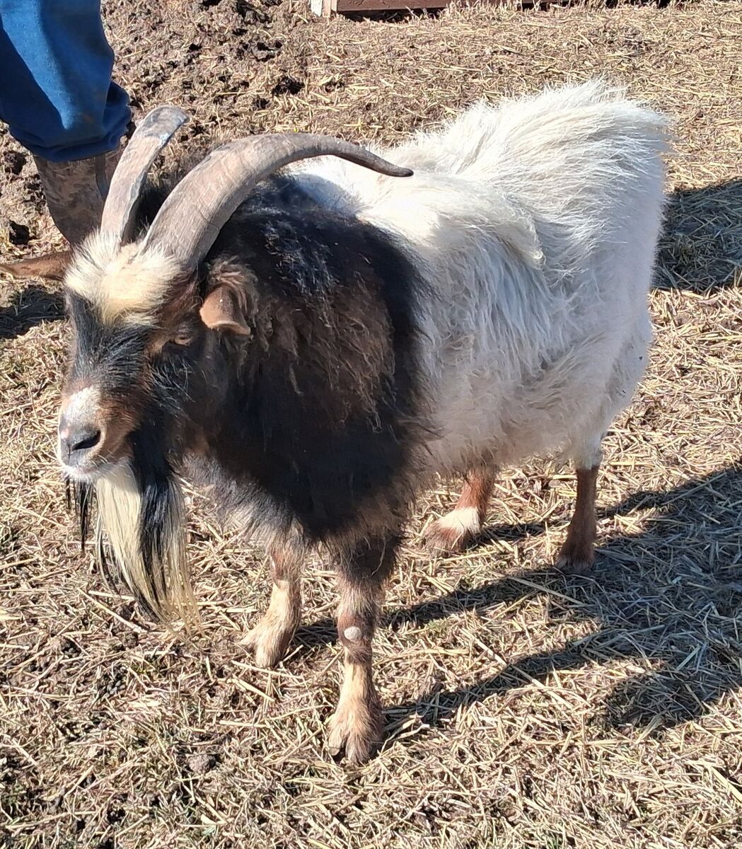 Fainting Billy Goat