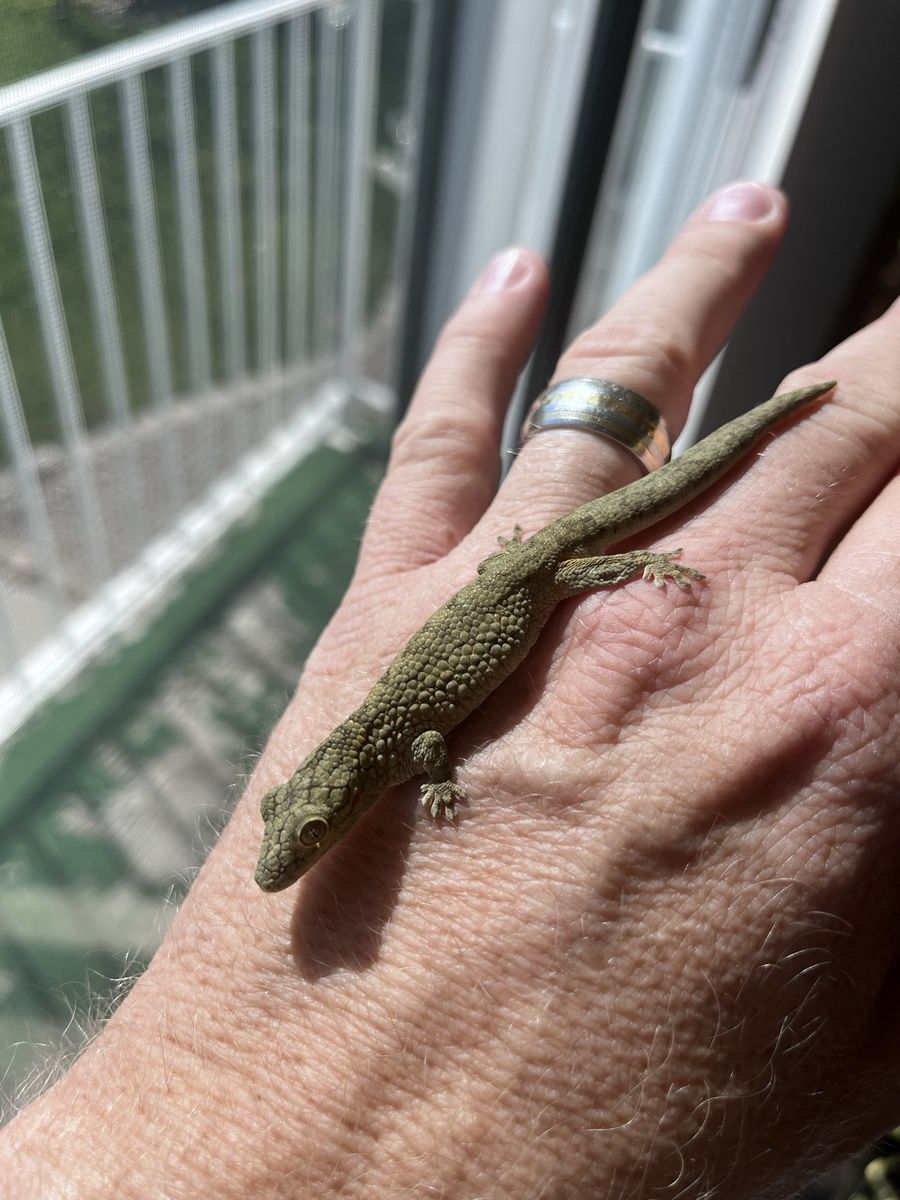 Eurydactylodes Vieillardi male for sale