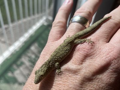 Eurydactylodes Vieillardi male for sale