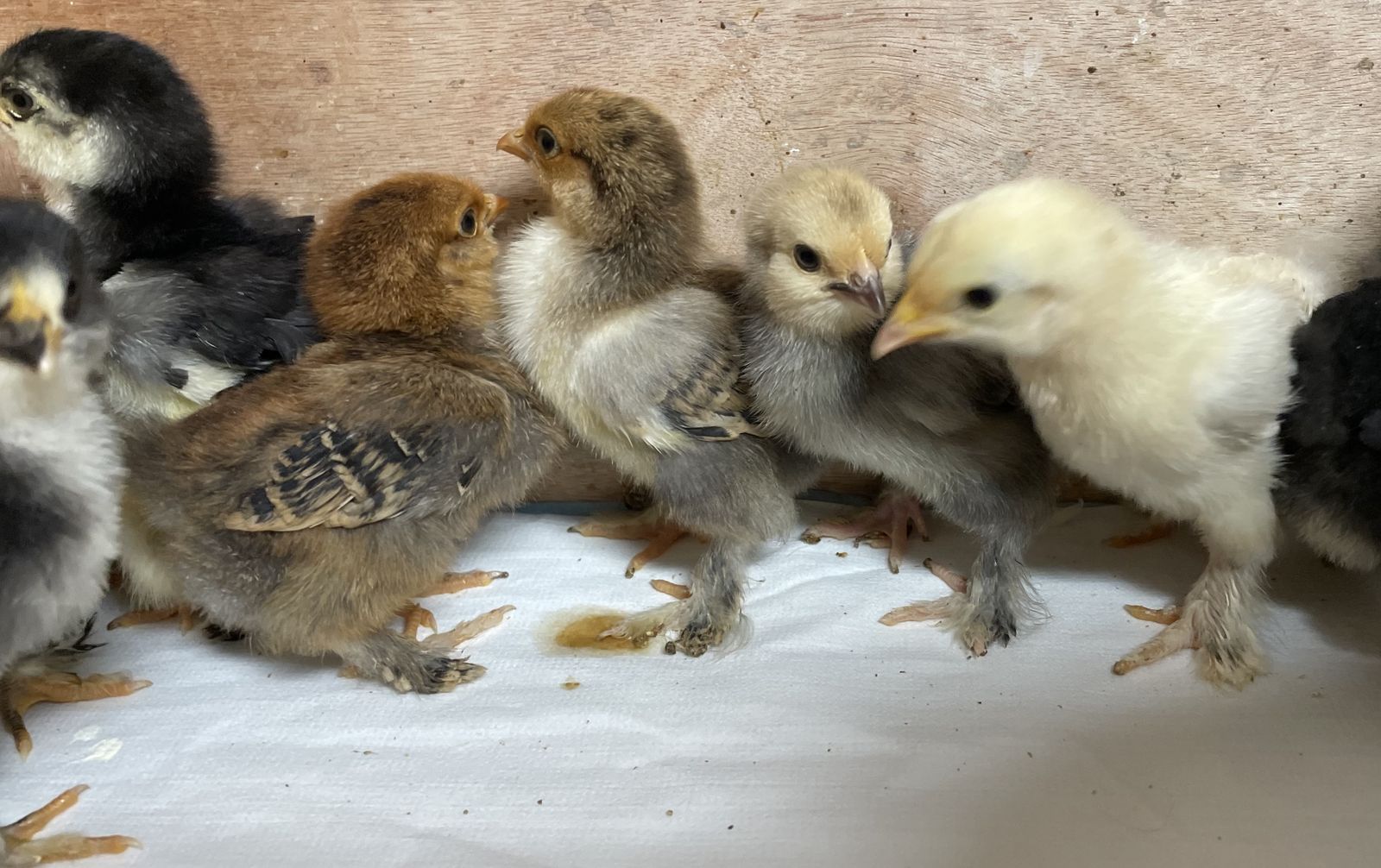 1 WK Old Bantam Cochin Chicks Assorted Colors