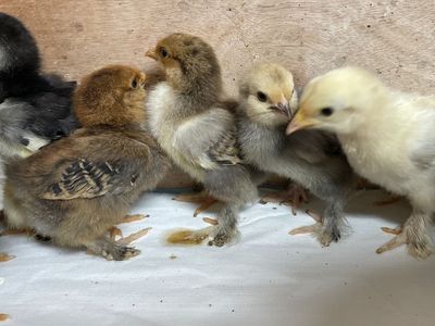 1 WK Old Bantam Cochin Chicks Assorted Colors