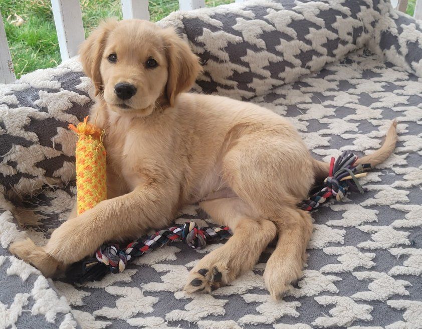 AKC Ready Now! DNA Female Golden Retriever Puppy