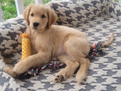 AKC Ready Now! DNA Female Golden Retriever Puppy