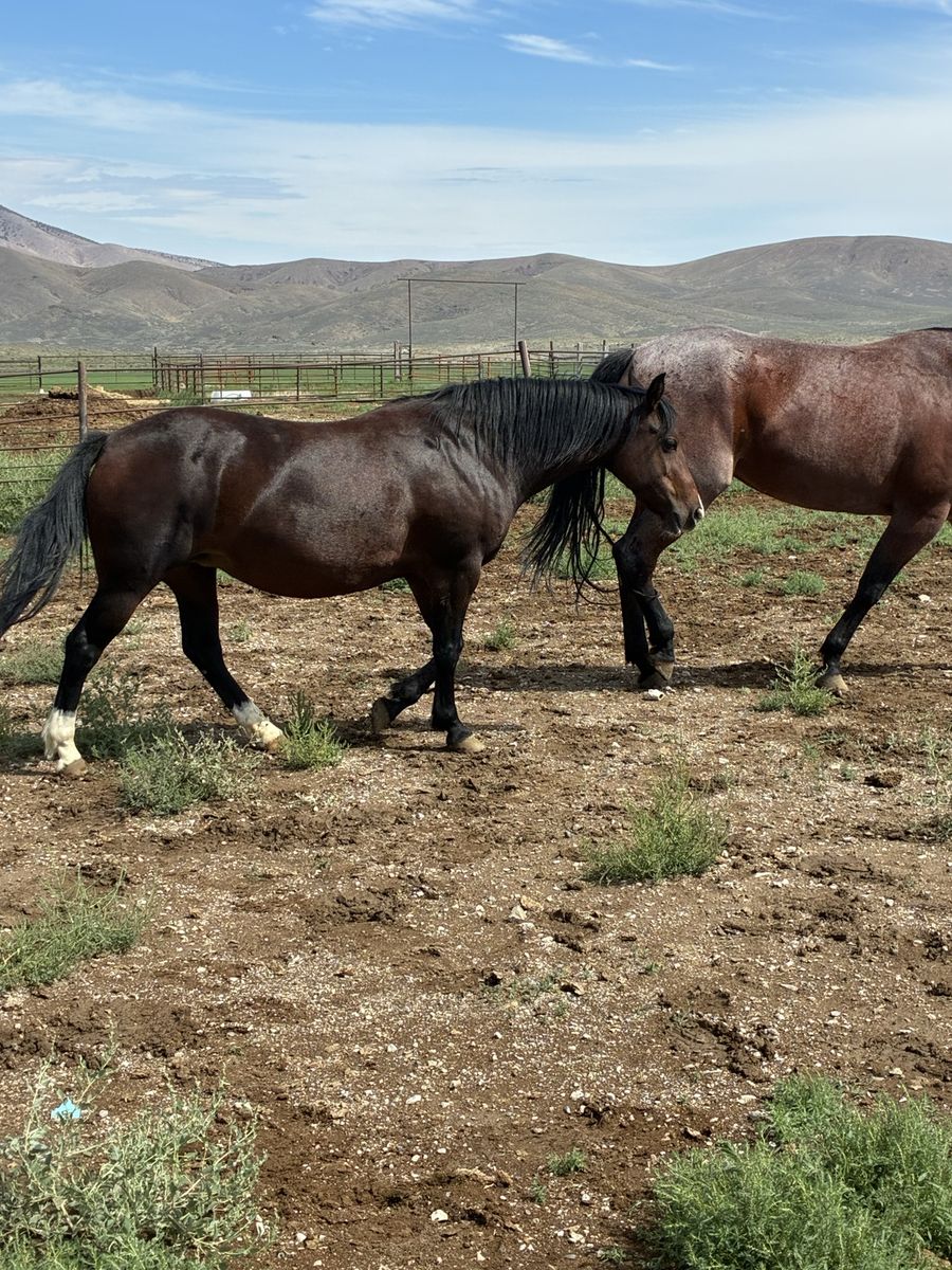 Pony cross mare
