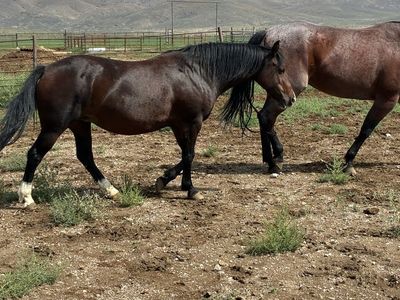 Pony cross mare