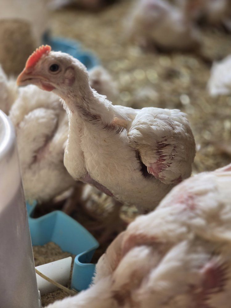 Meat Chickens