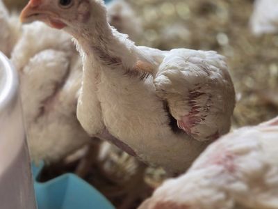 Meat Chickens