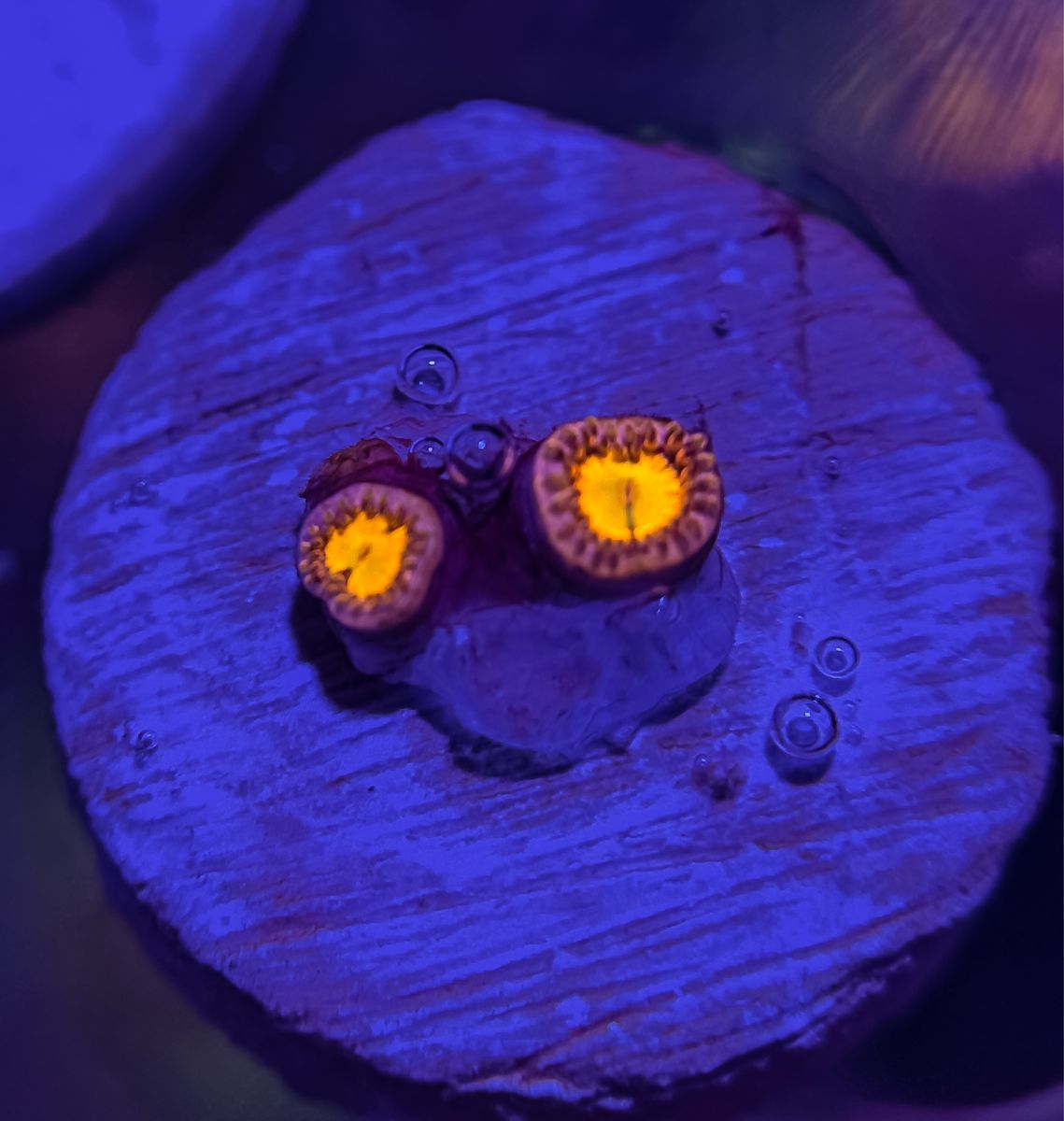 Main image 7