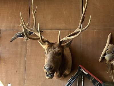 Elk Shoulder Mount