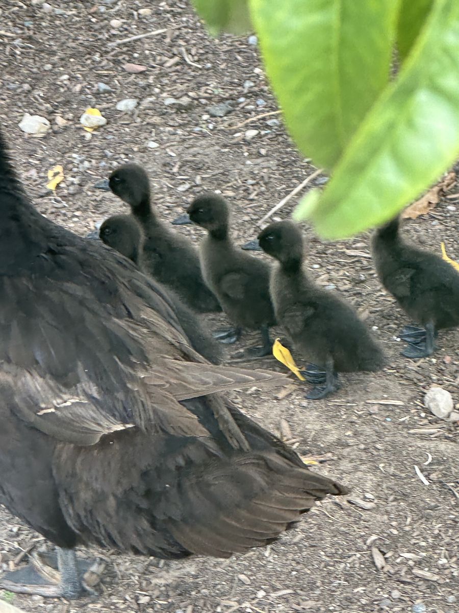 2 week old Cayuga Ducklings - Farm Raised Poultry
