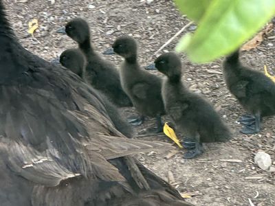 2 week old Cayuga Ducklings - Farm Raised Poultry