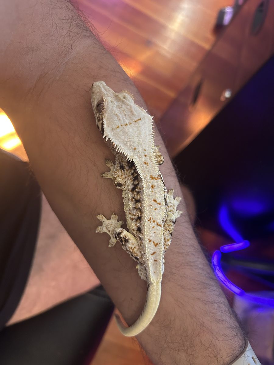 Gorgeous High White Tricolor Lilly Crested Gecko