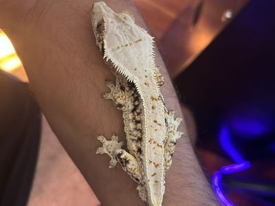 Gorgeous High White Tricolor Lilly Crested Gecko