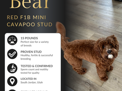Red F1B Mini Cavapoo Stud Service – Health Tested Teddy Bear Puppies