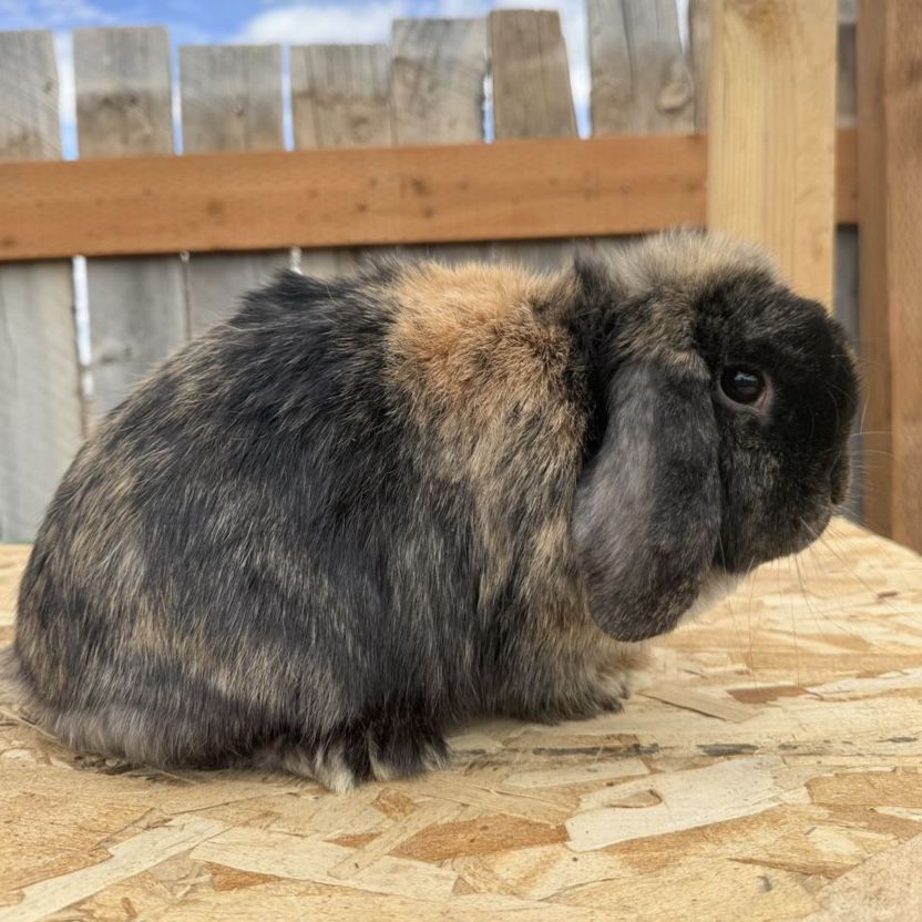 ISO Pedigreed Holland Lops