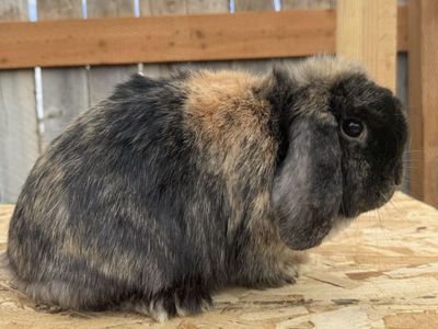ISO Pedigreed Holland Lops