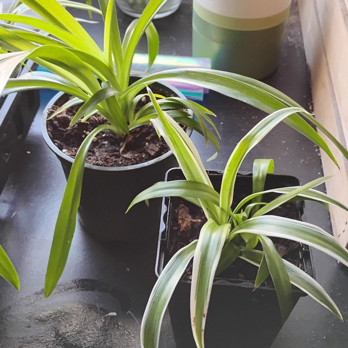 spider plants