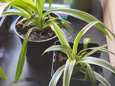 spider plants
