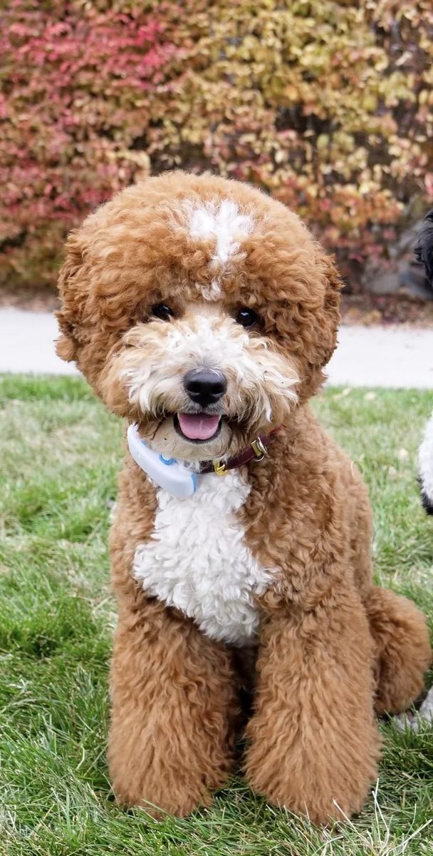 Goldendoodle Stud Available - F1B, 18 lbs, Proven, Exceptional Genetics