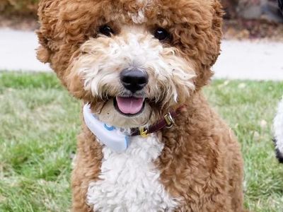 Goldendoodle Stud Available - F1B, 18 lbs, Proven, Exceptional Genetics