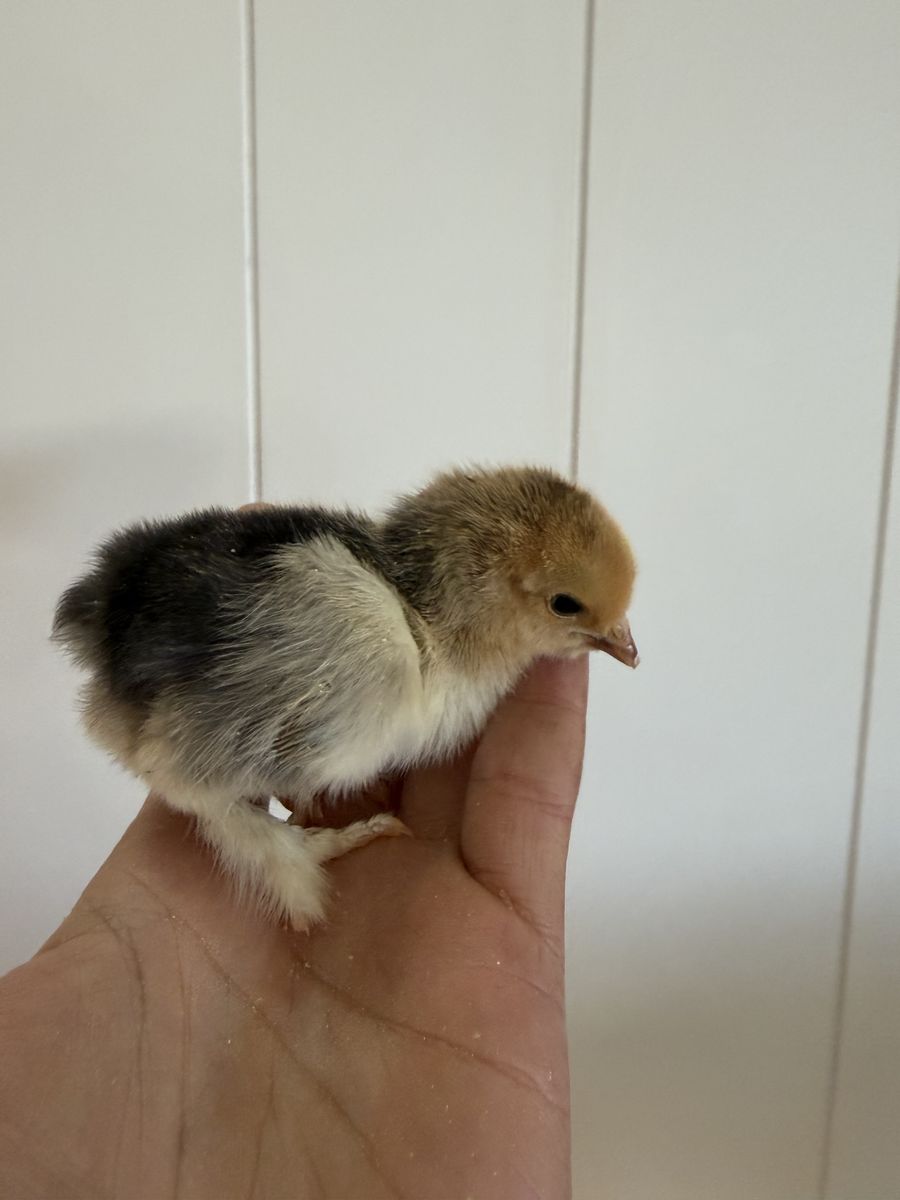 Bantam pullets