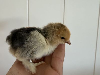Bantam pullets
