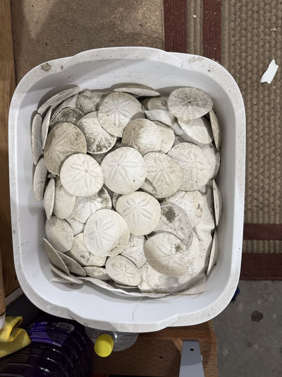 Large Lot of Natural Sand Dollars - Perfect for Crafts, Decor, or Collections