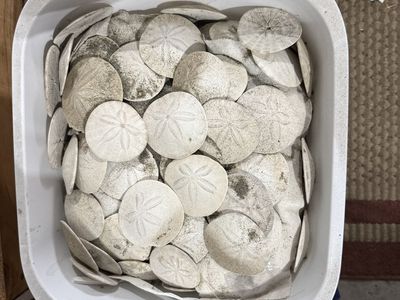 Large Lot of Natural Sand Dollars - Perfect for Crafts, Decor, or Collections