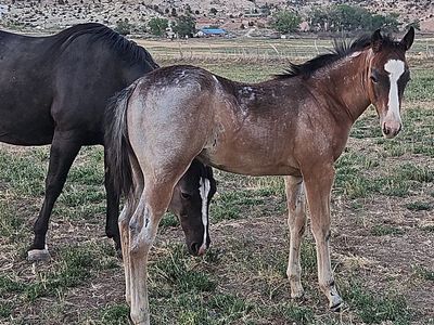 2026 AQHA Foals- Out of Roosters Big Boon DR -