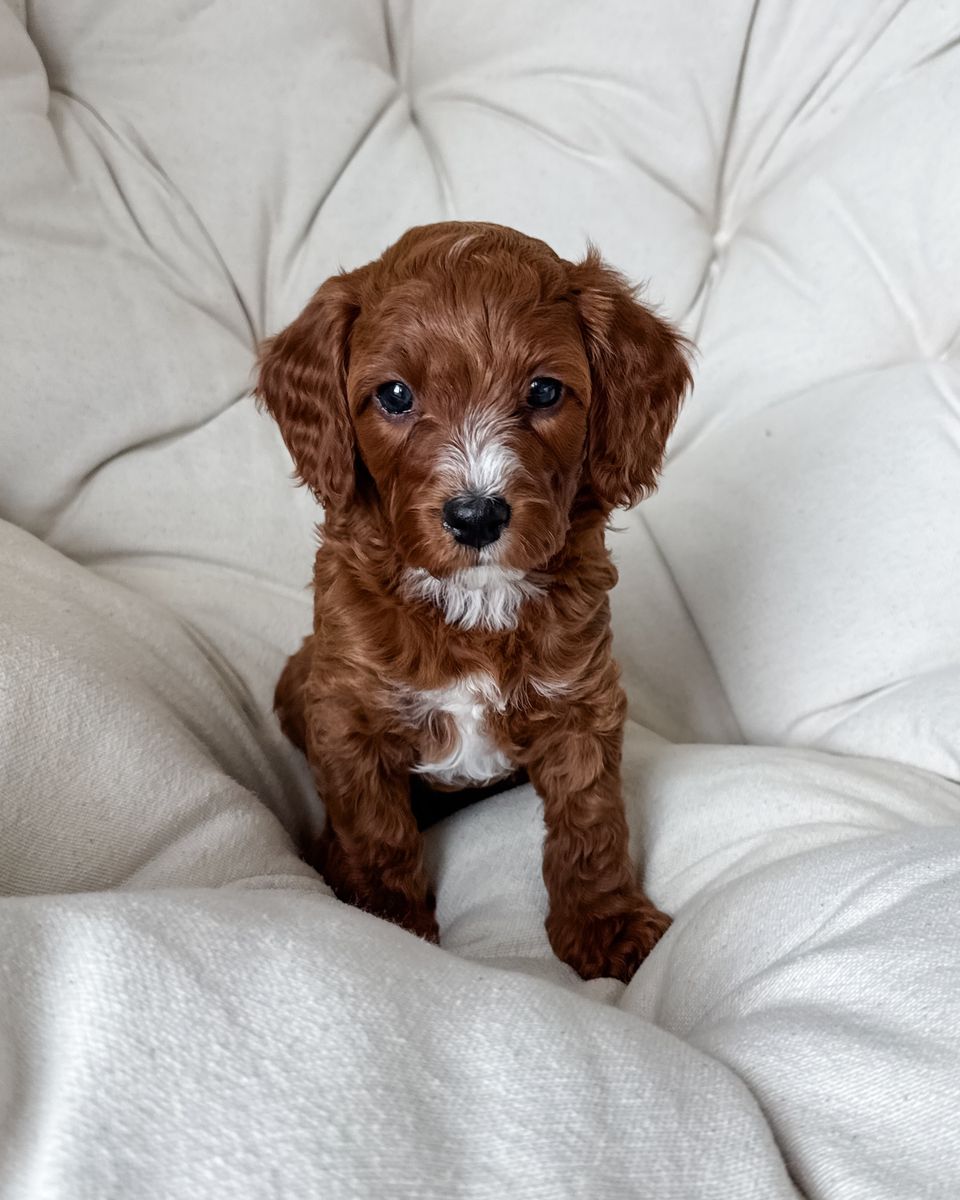F1B Cavapoo Puppy