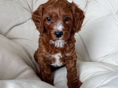 F1B Cavapoo Puppy