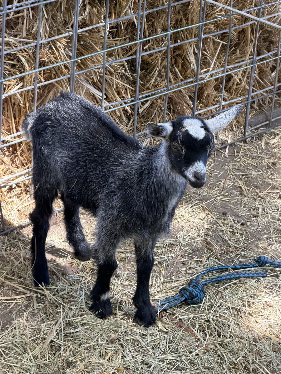 Pygmy Goats - Black and Grey Kids - Great for Pets or Small Farms