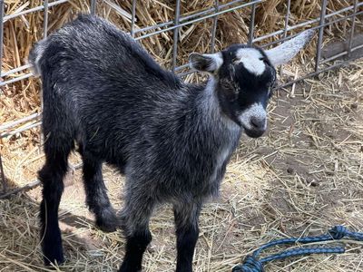 Pygmy Goats - Black and Grey Kids - Great for Pets or Small Farms