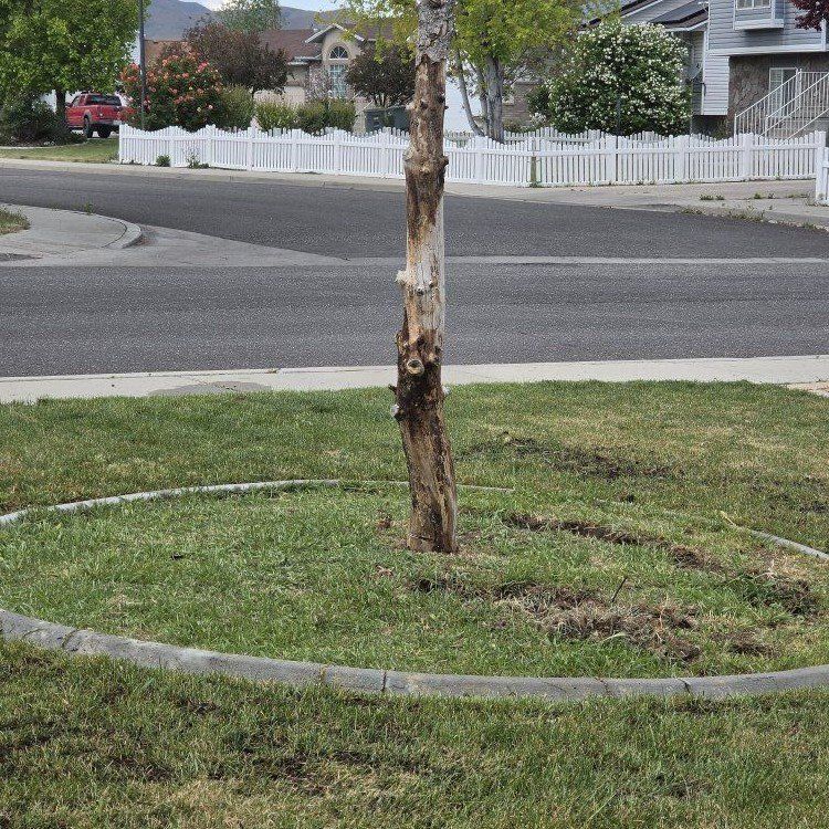 Rip this tree stump out for $100