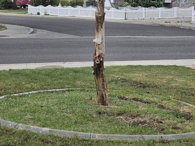 Rip this tree stump out for $100