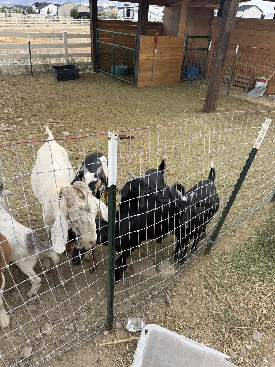 Goats for sale
