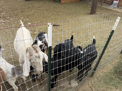 Goats for sale