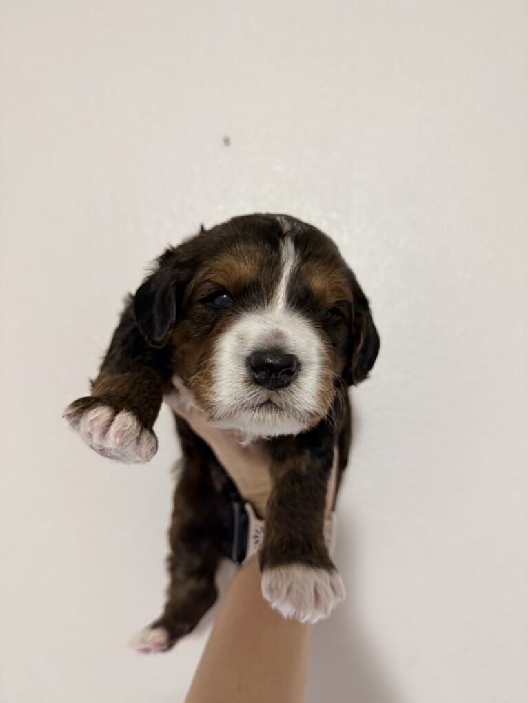 Mini Medium Multigen Bernedoodle