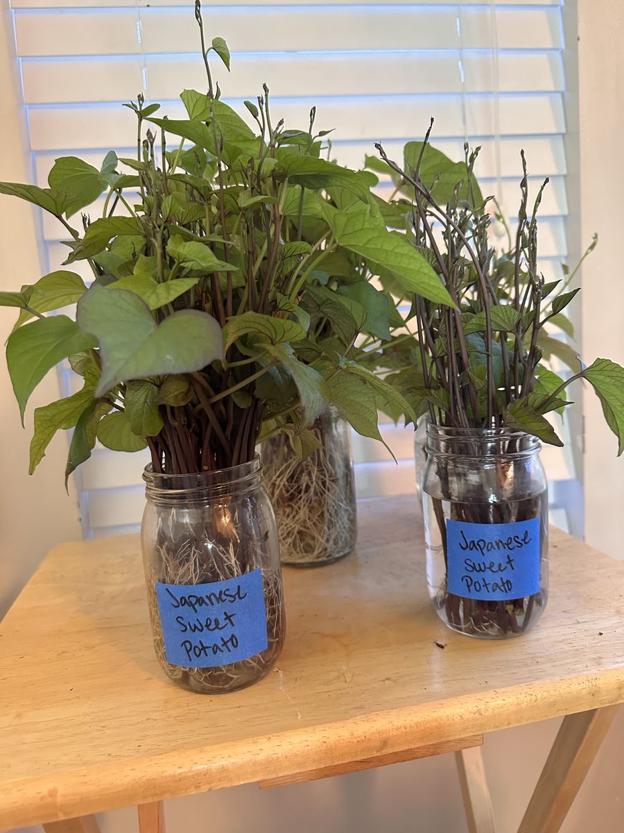 Japanese Sweet Potato Slips