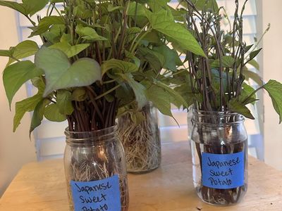 Japanese Sweet Potato Slips