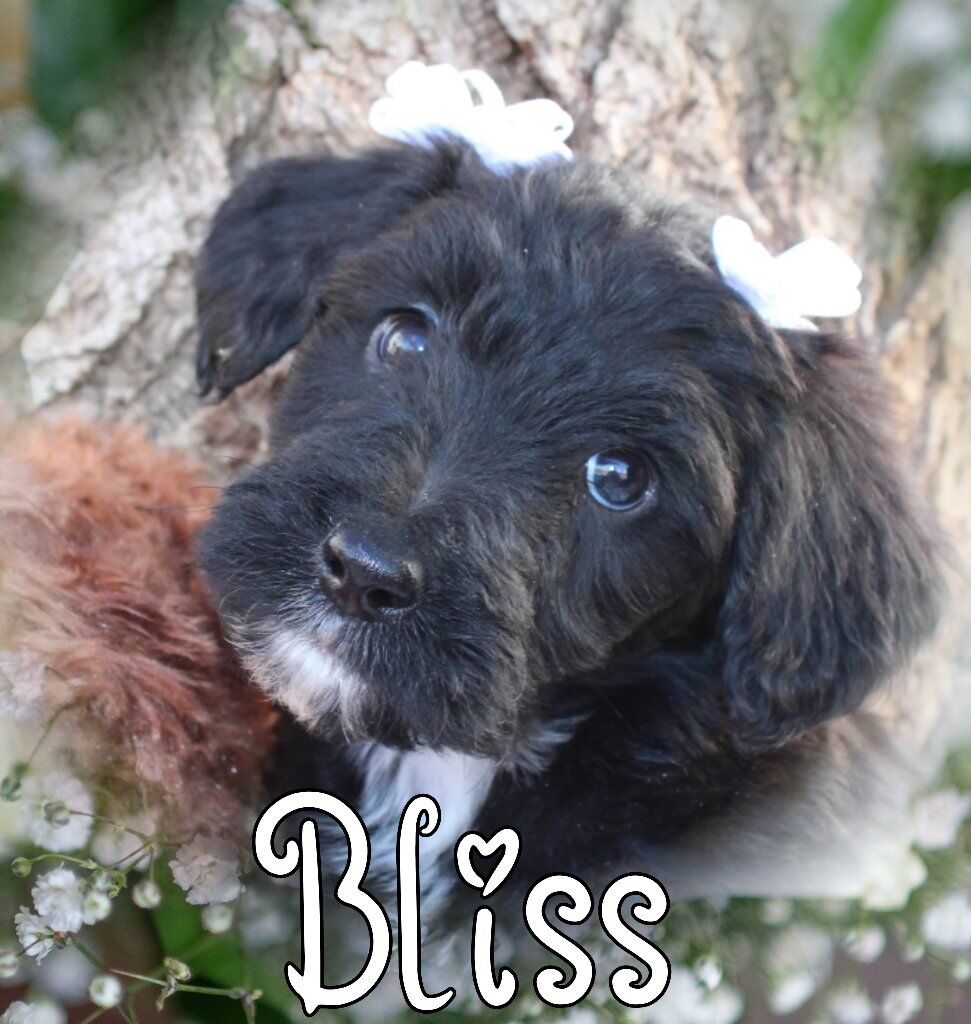 Bordoodles! READY NOW!!!