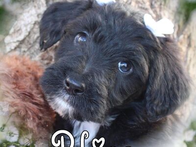 Bordoodles! READY NOW!!!