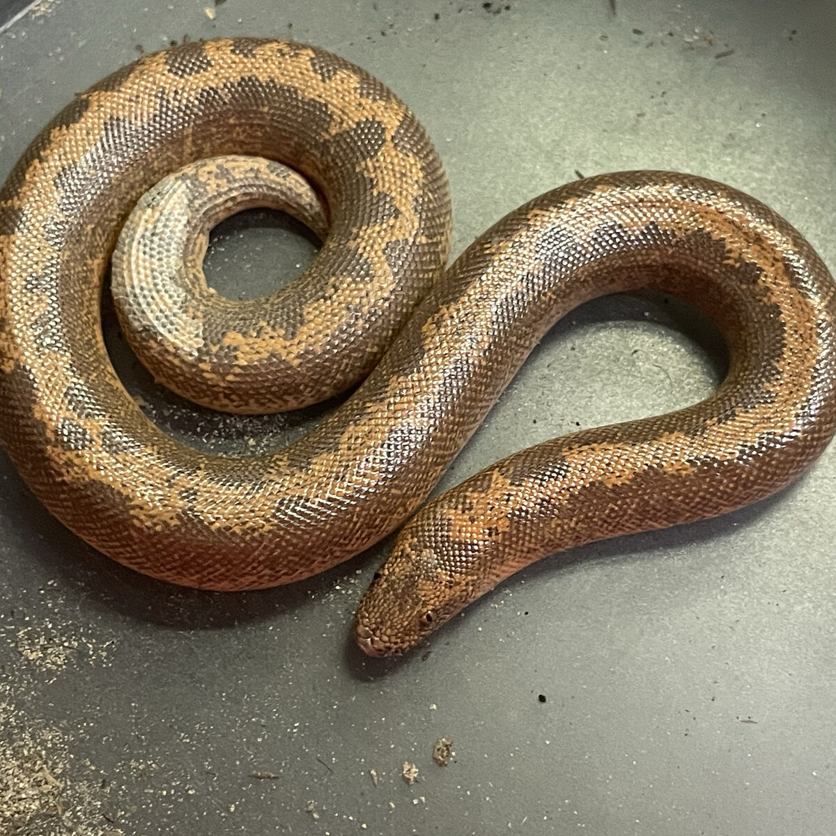 Juvenile Kenyan sandboa (presumed Female)