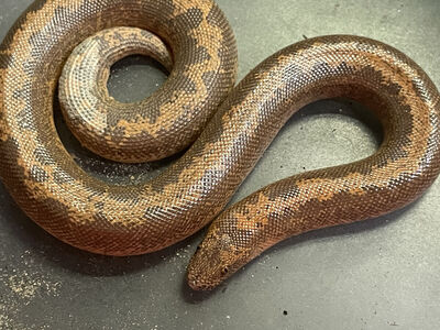 Juvenile Kenyan sandboa (presumed Female)