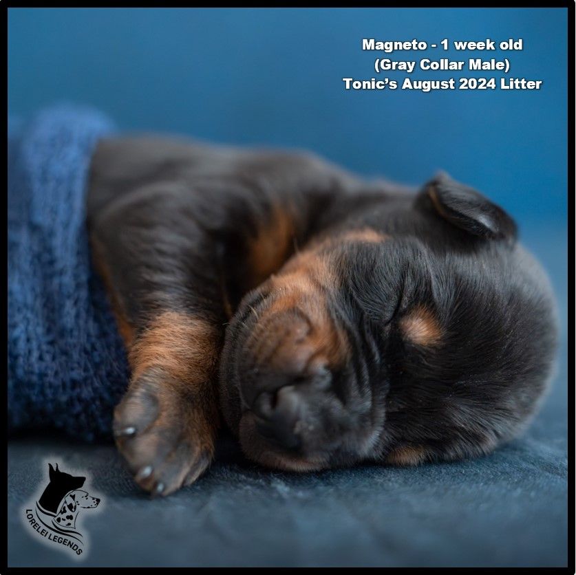 HEALTHY European AKC Doberman Puppies – OFA Health Tested Parents!