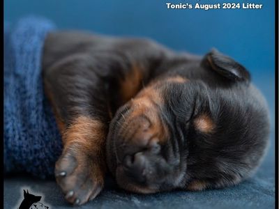 HEALTHY European AKC Doberman Puppies – OFA Health Tested Parents!