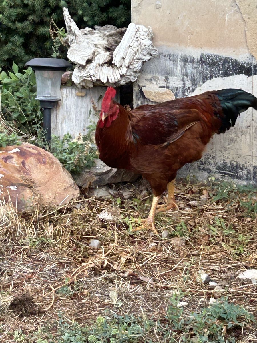 Rooster..Big Red