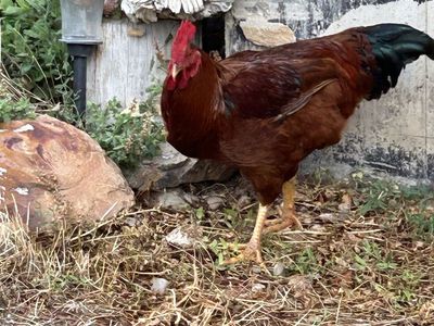 Rooster..Big Red