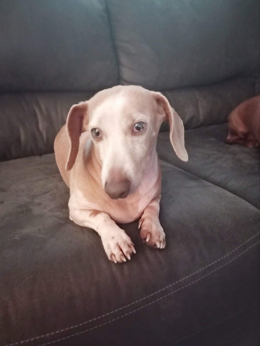 pie bald dachshund